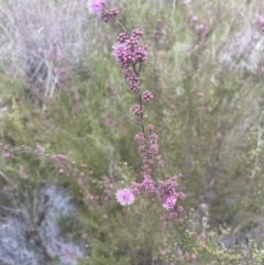 Kunzea parvifolia (Violet Kunzea) at Aranda, ACT - 24 Oct 2022 by lbradley