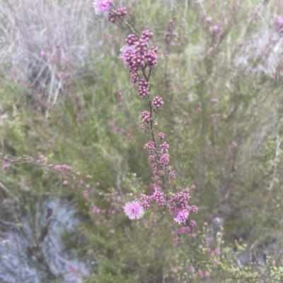 Kunzea parvifolia (Violet Kunzea) at Aranda, ACT - 24 Oct 2022 by lbradley