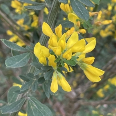 Genista monspessulana (Cape Broom, Montpellier Broom) at Mount Ainslie to Black Mountain - 24 Oct 2022 by JaneR