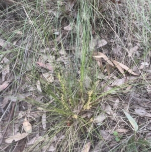 Lomandra filiformis subsp. filiformis at Cook, ACT - 24 Oct 2022