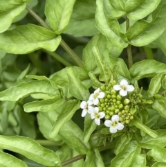 Rorippa nasturtium-aquaticum (Watercress) at Campbell, ACT - 24 Oct 2022 by JaneR