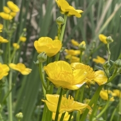 Ranunculus repens (Creeping Buttercup) at Mount Ainslie to Black Mountain - 24 Oct 2022 by JaneR