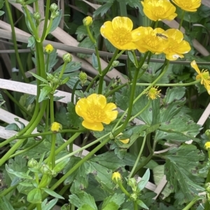 Ranunculus repens at Campbell, ACT - 24 Oct 2022