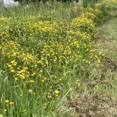 Ranunculus repens at Campbell, ACT - 24 Oct 2022