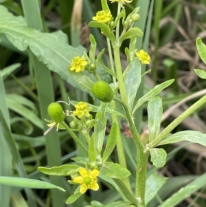 Ranunculus sceleratus at Campbell, ACT - 24 Oct 2022