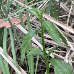 Urtica incisa (Stinging Nettle) at Mount Ainslie to Black Mountain - 24 Oct 2022 by JaneR