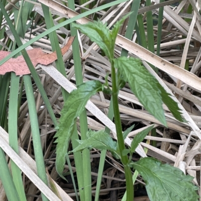 Urtica incisa (Stinging Nettle) at Campbell, ACT - 24 Oct 2022 by JaneR