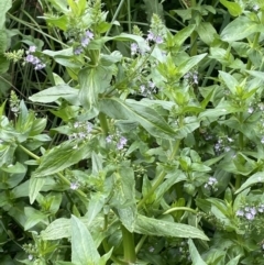 Veronica anagallis-aquatica (Blue Water Speedwell) at Campbell, ACT - 24 Oct 2022 by JaneR