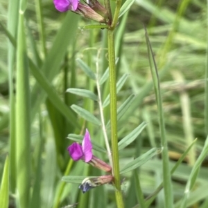 Vicia sativa at Campbell, ACT - 24 Oct 2022