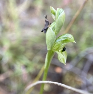 Hymenochilus bicolor (ACT) = Pterostylis bicolor (NSW) at Stromlo, ACT - suppressed