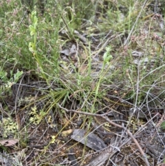 Hymenochilus bicolor (ACT) = Pterostylis bicolor (NSW) at Stromlo, ACT - suppressed