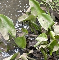 Pontederia cordata (Pickerel Weed) at Mount Ainslie to Black Mountain - 24 Oct 2022 by JaneR