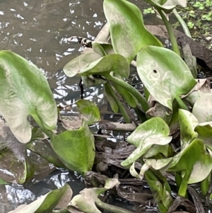 Pontederia cordata at Campbell, ACT - 24 Oct 2022 04:18 PM