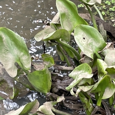 Pontederia cordata (Pickerel Weed) at Mount Ainslie to Black Mountain - 24 Oct 2022 by JaneR