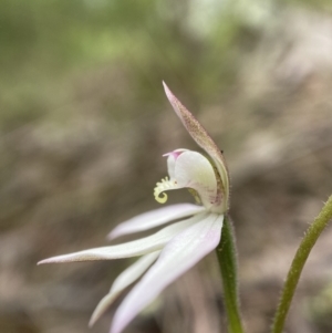 Caladenia carnea at Stromlo, ACT - 24 Oct 2022