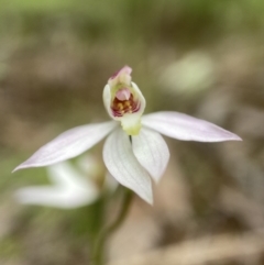 Caladenia carnea at Stromlo, ACT - 24 Oct 2022