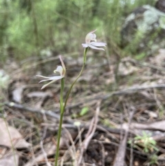 Caladenia carnea at Stromlo, ACT - 24 Oct 2022