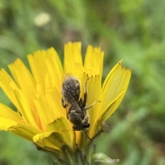 Lasioglossum (Chilalictus) sp. (genus & subgenus) (Halictid bee) at Molonglo Valley, ACT - 24 Oct 2022 by AJB