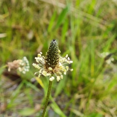 Plantago lanceolata (Ribwort Plantain, Lamb's Tongues) at O'Malley, ACT - 24 Oct 2022 by Mike