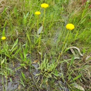 Craspedia variabilis at O'Malley, ACT - suppressed