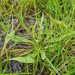 Craspedia variabilis at O'Malley, ACT - suppressed