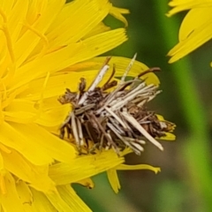 Heliocosma (genus - immature) (A tortrix or leafroller moth) at Mount Mugga Mugga - 24 Oct 2022 by Mike