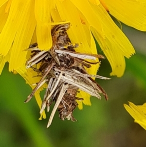 Heliocosma (genus - immature) at Mount Mugga Mugga - 24 Oct 2022