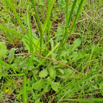 Hypochaeris radicata (Cat's Ear, Flatweed) at O'Malley, ACT - 24 Oct 2022 by Mike