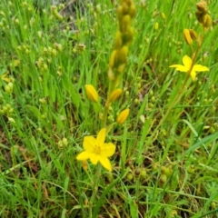 Bulbine bulbosa (Golden Lily) at O'Malley, ACT - 24 Oct 2022 by Mike