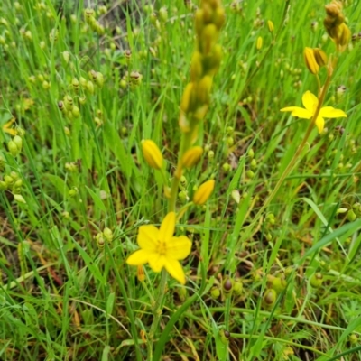 Bulbine bulbosa (Golden Lily) at O'Malley, ACT - 24 Oct 2022 by Mike