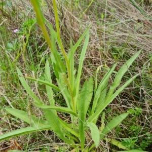 Craspedia sp. at O'Malley, ACT - 24 Oct 2022