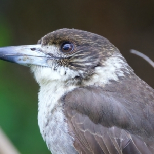 Cracticus torquatus at Ainslie, ACT - 20 Oct 2022