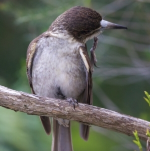 Cracticus torquatus at Ainslie, ACT - 20 Oct 2022