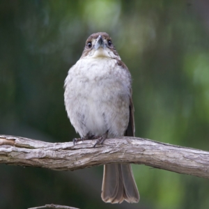 Cracticus torquatus at Ainslie, ACT - 20 Oct 2022