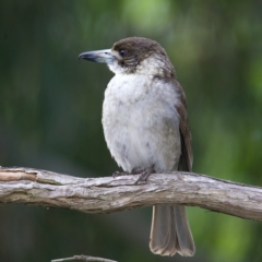 Cracticus torquatus at Ainslie, ACT - 20 Oct 2022