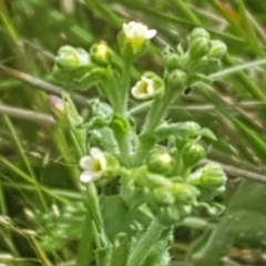 Hackelia suaveolens at Watson, ACT - 24 Oct 2022