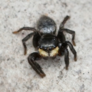 Salticidae sp. 'Golden palps' at Aranda, ACT - 23 Oct 2022