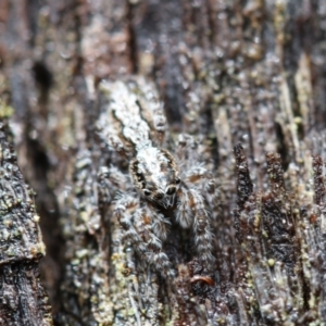 Clynotis severus at Molonglo Valley, ACT - 23 Oct 2022