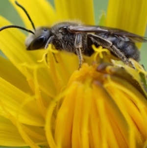 Lasioglossum (Chilalictus) lanarium at Murrumbateman, NSW - 15 Oct 2022