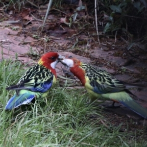 Platycercus eximius at Aranda, ACT - 23 Oct 2022