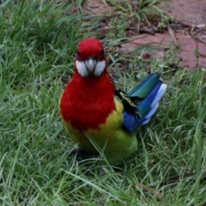 Platycercus eximius at Aranda, ACT - 23 Oct 2022