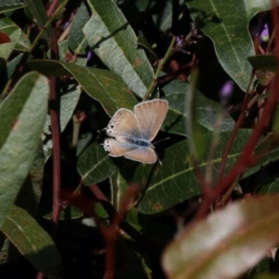 Lampides boeticus (Long-tailed Pea-blue) at Aranda, ACT - 18 Oct 2022 by KMcCue