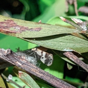 Anestia (genus) at Amaroo, ACT - 8 Oct 2022