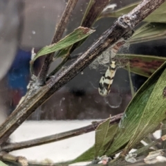 Anestia (genus) at Amaroo, ACT - suppressed