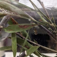 Anestia (genus) at Amaroo, ACT - suppressed