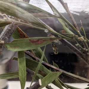 Anestia (genus) at Amaroo, ACT - suppressed