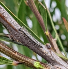 Anestia (genus) at Amaroo, ACT - suppressed