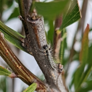 Anestia (genus) at Amaroo, ACT - suppressed