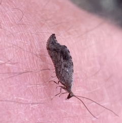 Drepanacra binocula (Notched brown lacewing) at Mount Jerrabomberra - 23 Oct 2022 by Steve_Bok