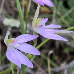 Caladenia carnea (Pink Fingers) at Mount Jerrabomberra - 23 Oct 2022 by Steve_Bok